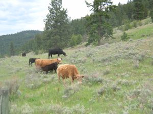 Cows in rangeland